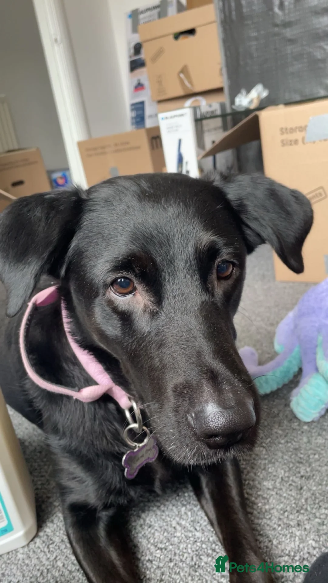 Mixed Breed dogs for sale: Labrador cross  - Advert 2