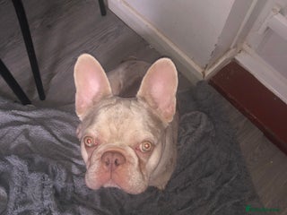 French Bulldog dogs for sale - Advert 1