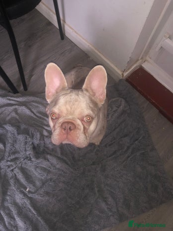 French Bulldog dogs - Advert 3