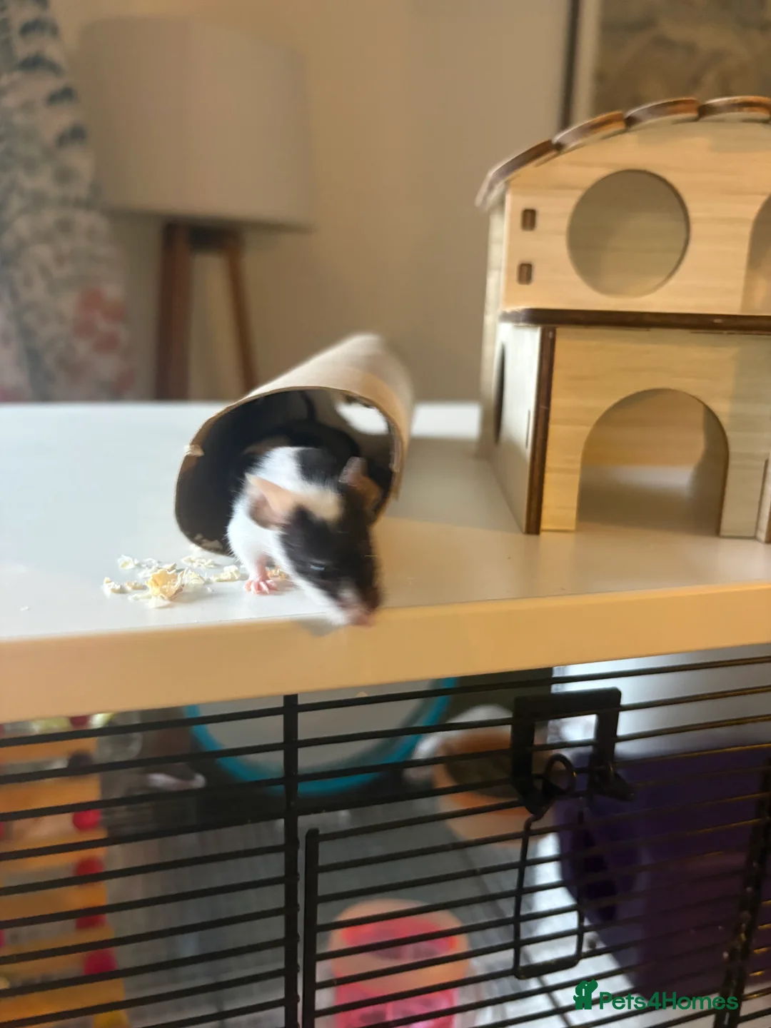 Mouse rodents for sale: 4 x Female Mice with Omlet cage and full set up  - Advert 6