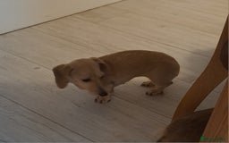 Dachshund dogs for sale: Cream miniature dachshund girl - Image 8