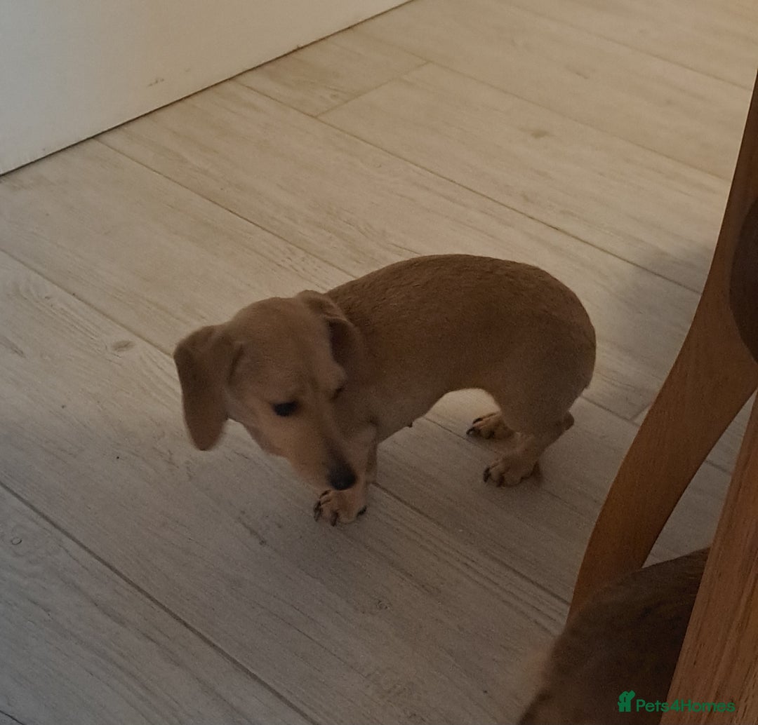 Dachshund dogs for sale: Cream miniature dachshund girl - Image 8