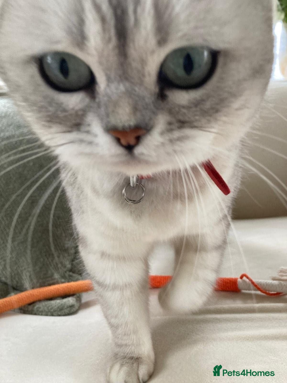 Mixed Breed cats Beautiful 2 years old Chinchilla x Bengal cat - Advert 3