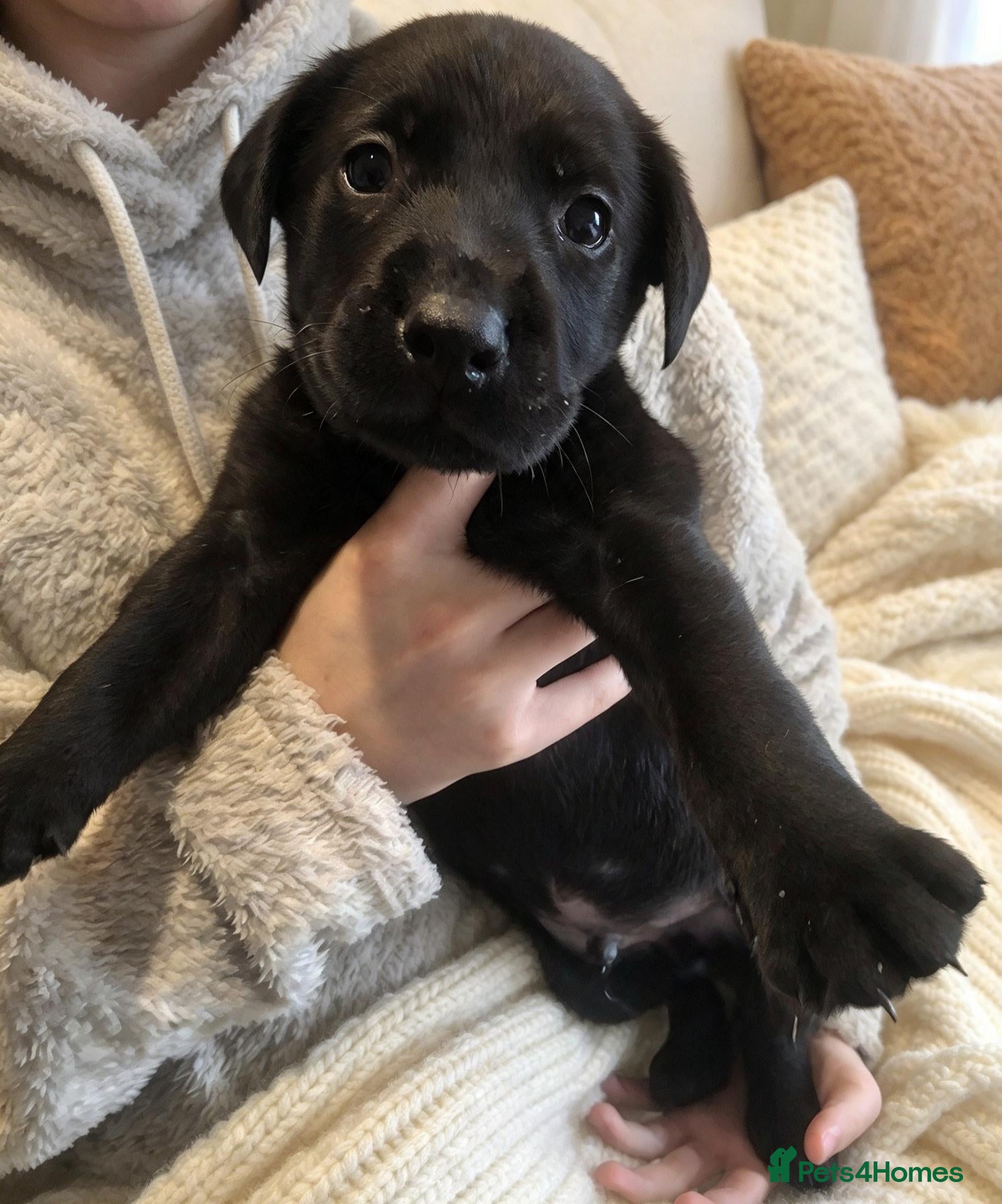 Labrador Retriever dogs labrador pups* 3 LEFT* - Advert 15