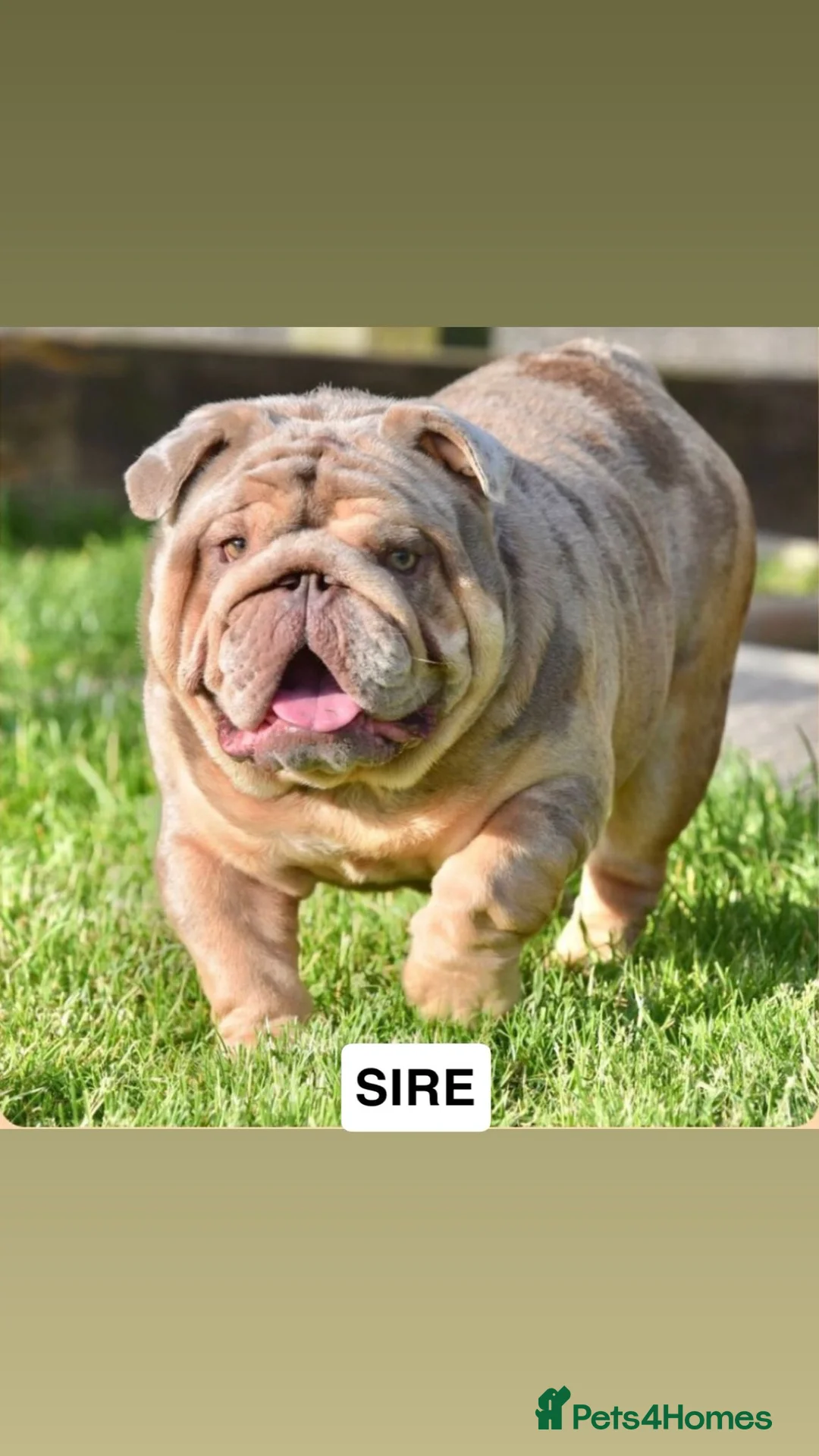 English Bulldog dogs for sale: ENGLISH BULLDOGS MERLE EPIC BULLYZ LILAC  - Advert 11