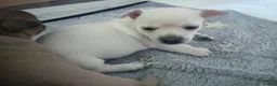 Mixed Breed dogs for sale: Bullhuahua (French Bulldog × Chihuahua) Puppies - Advert 14