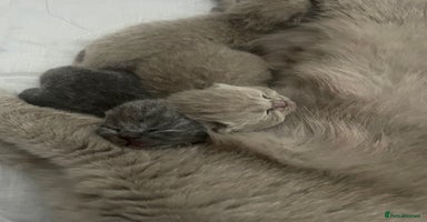 British Shorthair cats - Advert 11