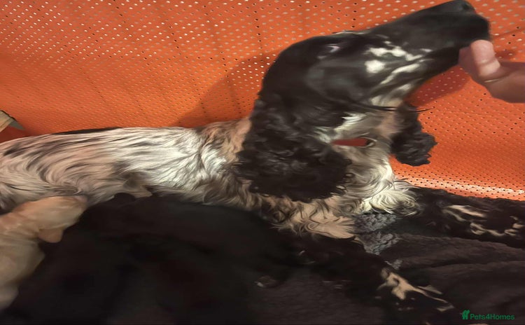 Cocker Spaniel dogs - Advert 2