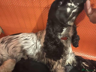 Cocker Spaniel dogs - Advert 1