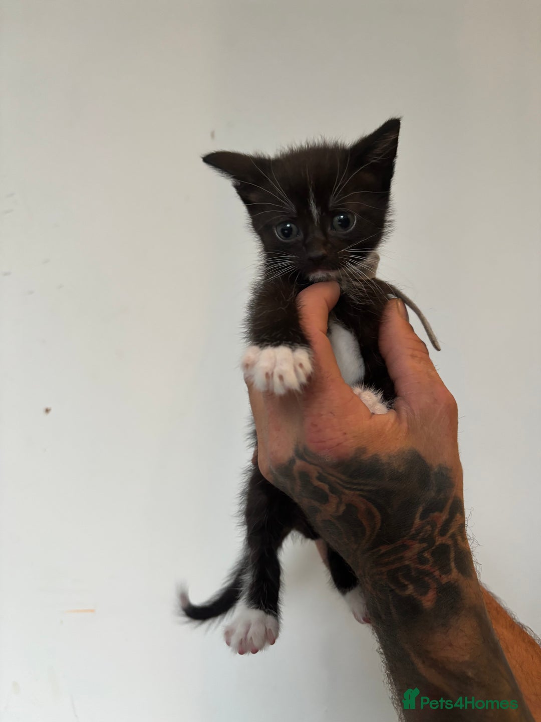 Mixed Breed cats for sale: Beautiful Black & White Kittens  - Image 15