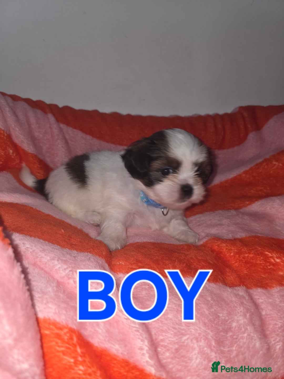 Shih Tzu dogs for sale: Shih tzu  - Image 5