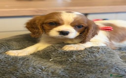 Cavalier King Charles Spaniel dogs for sale: ✨Adorable King Charles Cavalier Puppies✨READY NOW✨ - Advert 6
