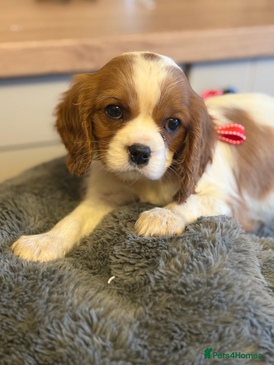 Cavalier King Charles Spaniel dogs for sale: ✨Adorable King Charles Cavalier Puppies✨READY NOW✨ - Advert 6