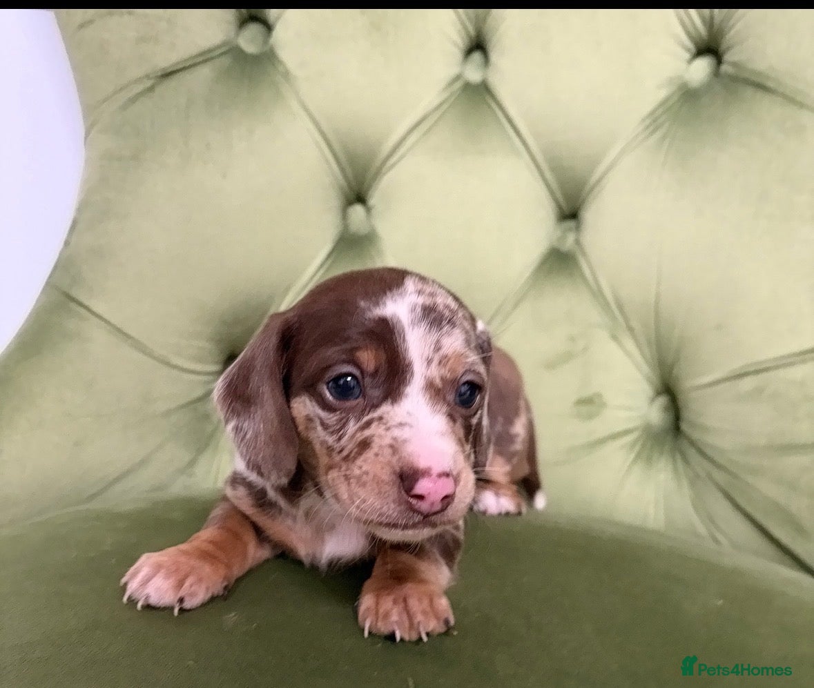 Miniature Dachshund dogs 4x miniature Dachsund  - Advert 1
