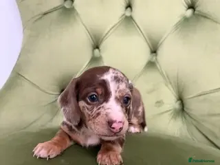 Miniature Dachshund dogs 4x miniature Dachsund - Advert 1