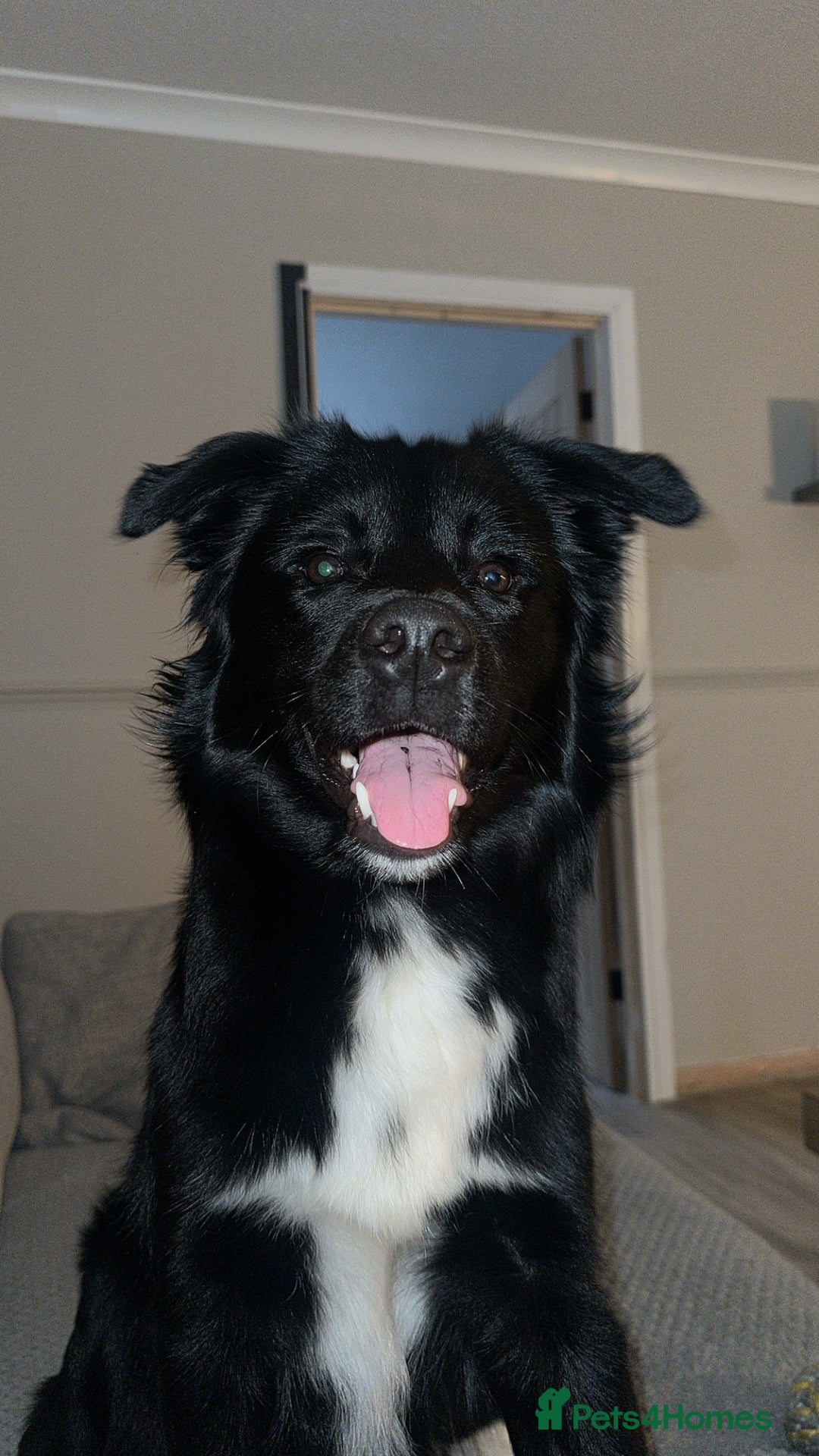 Border Collie dogs for sale: My beautiful collie called bear.  - Advert 1