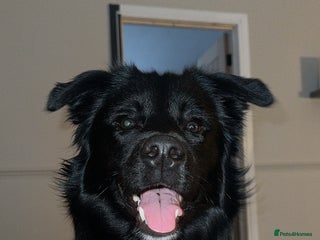 Border Collie dogs My beautiful collie called bear. - Advert 2