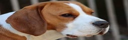 Beagle dogs for stud: TOP PRODUCING STUD CRUFTS QUALIFIED, CHAMPION BRED in Birmingham - Advert 7