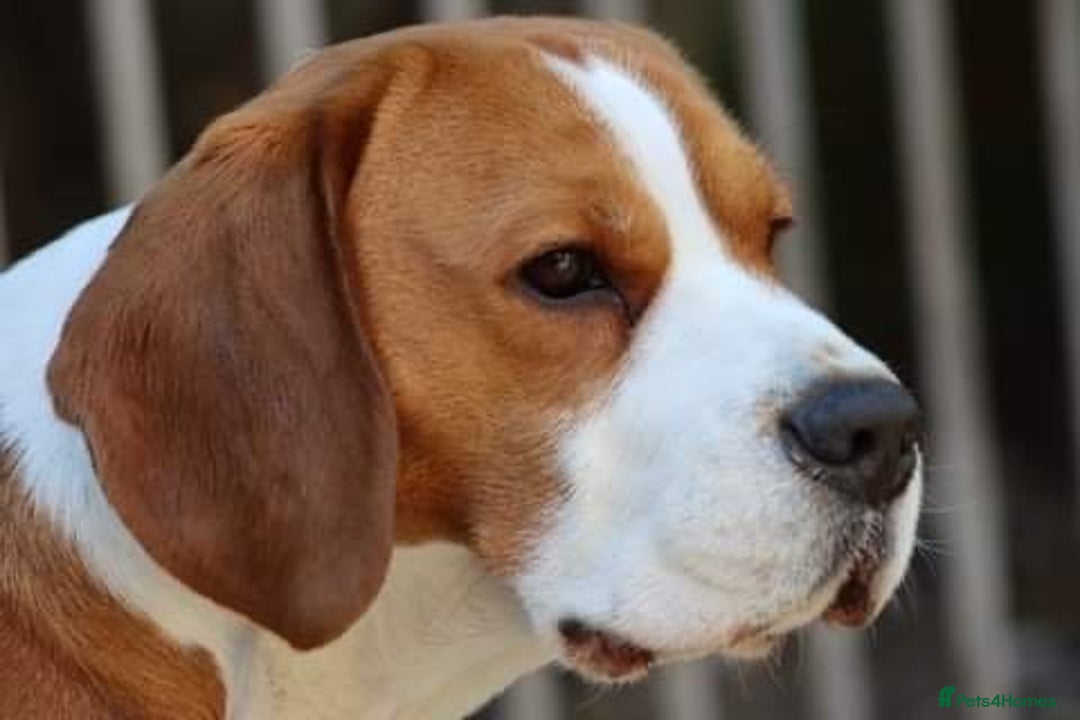 Beagle dogs for stud: TOP PRODUCING STUD CRUFTS QUALIFIED, CHAMPION BRED in Birmingham - Image 6