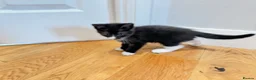 Mixed Breed cats for sale: Kittens for Sale! Ready to Leave 23 June! - Advert 22