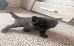 Maine Coon cats for sale: Kittens for sale - Image 11