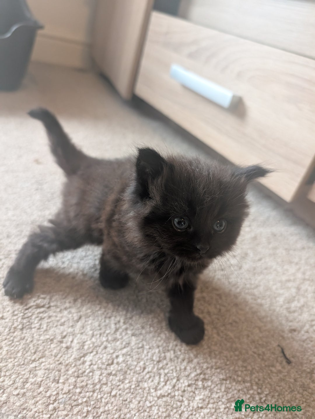 Maine Coon cats for sale: Kittens for sale - Image 11
