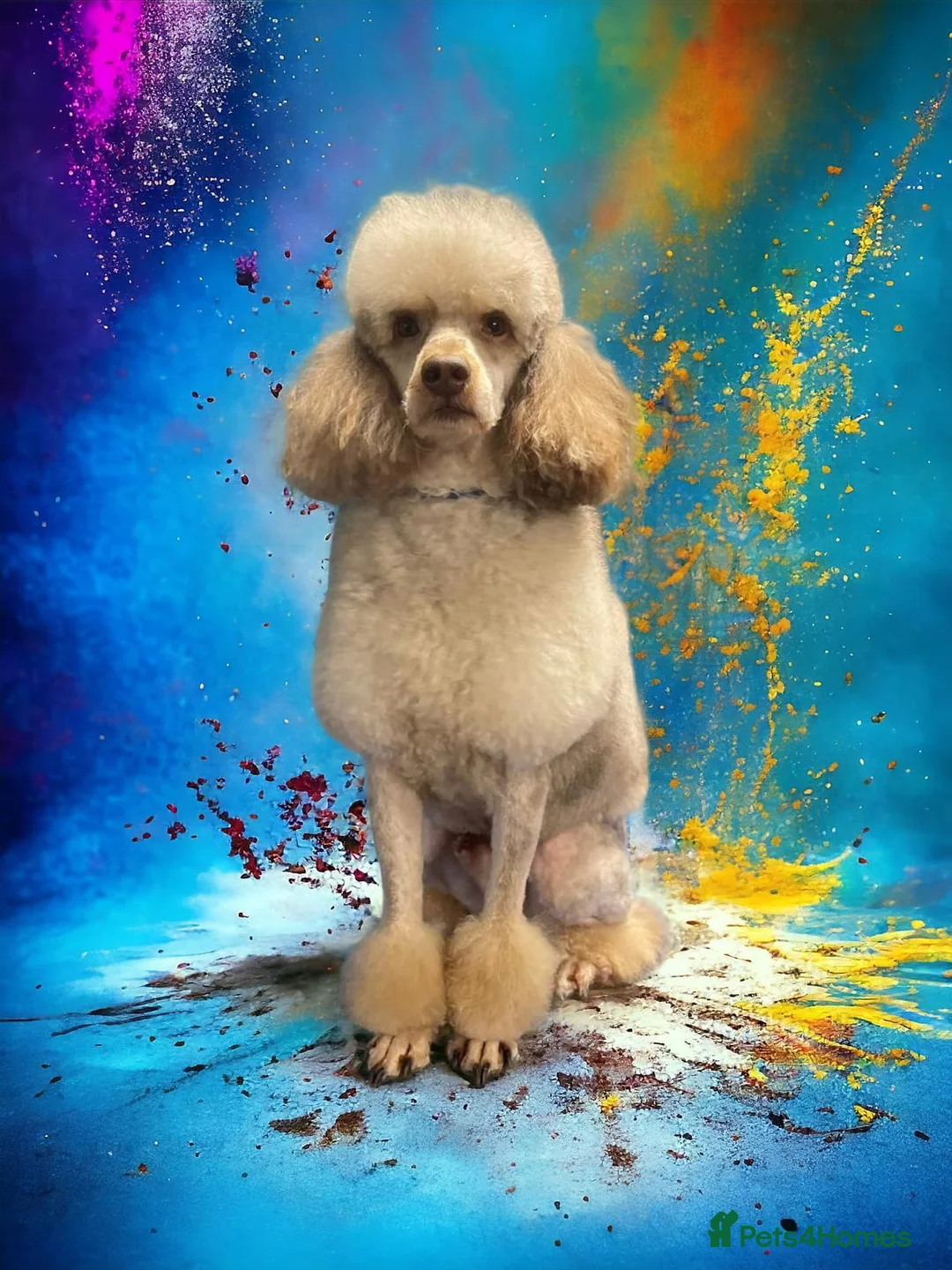 Miniature Poodle dogs for stud: Chocolate Merle mini poodle  in Durham - Advert 2