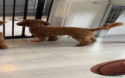 Cockapoo dogs for stud: Toy cockapoo for stud!!  - Image 2