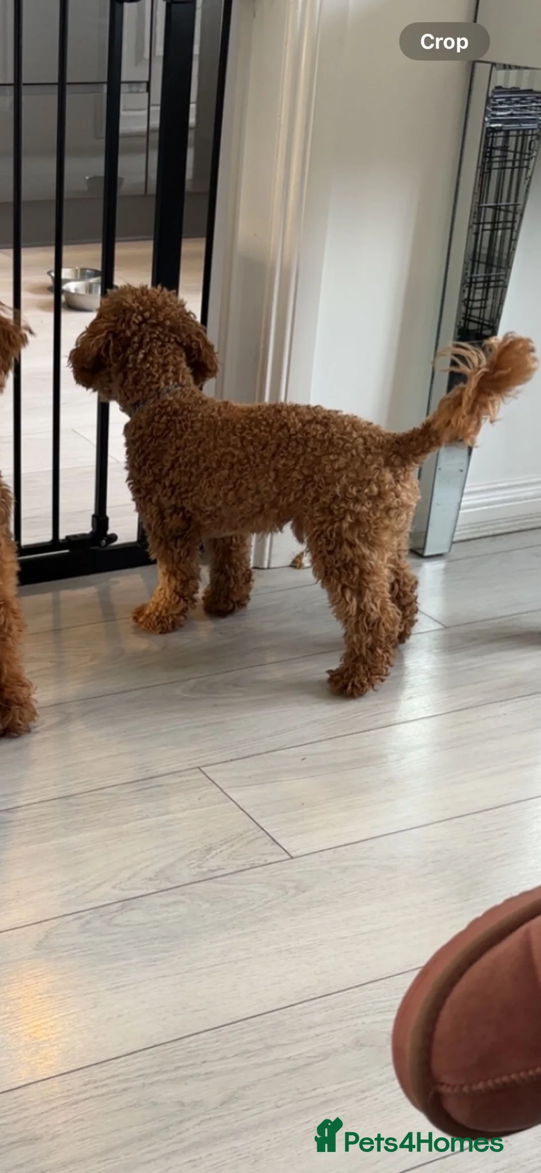 Cockapoo dogs for stud: Toy cockapoo for stud!!  - Advert 2