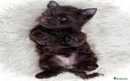 Biewer Terrier dogs for sale: 2 mini Biewer/yorkie female pups - Image 1