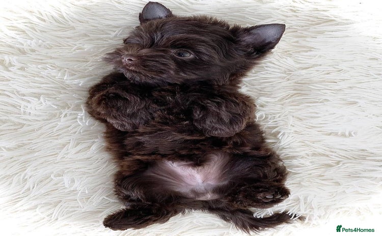 Biewer Terrier dogs - Advert 1