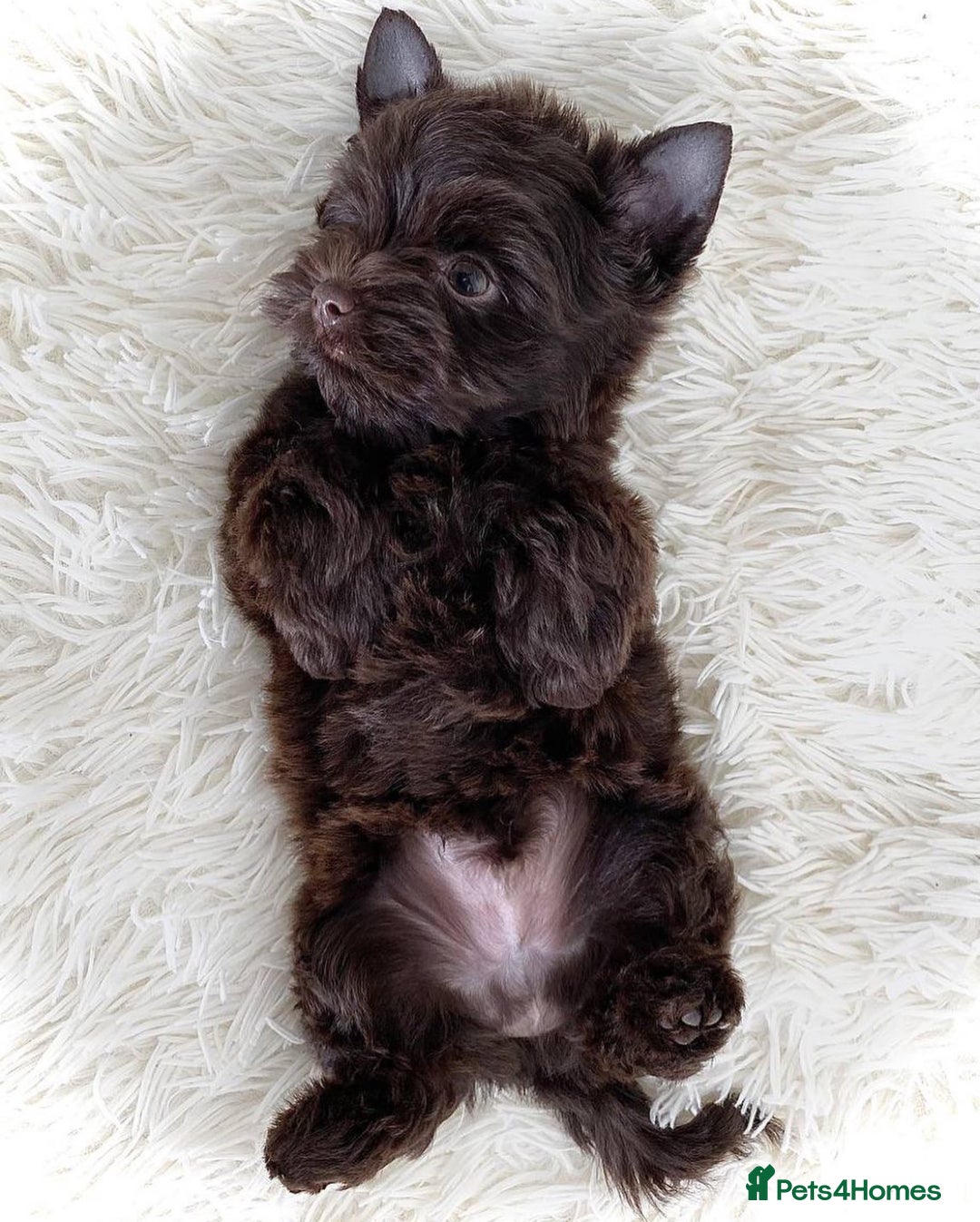 Biewer Terrier dogs for sale: 2 mini Biewer/yorkie female pups - Image 1