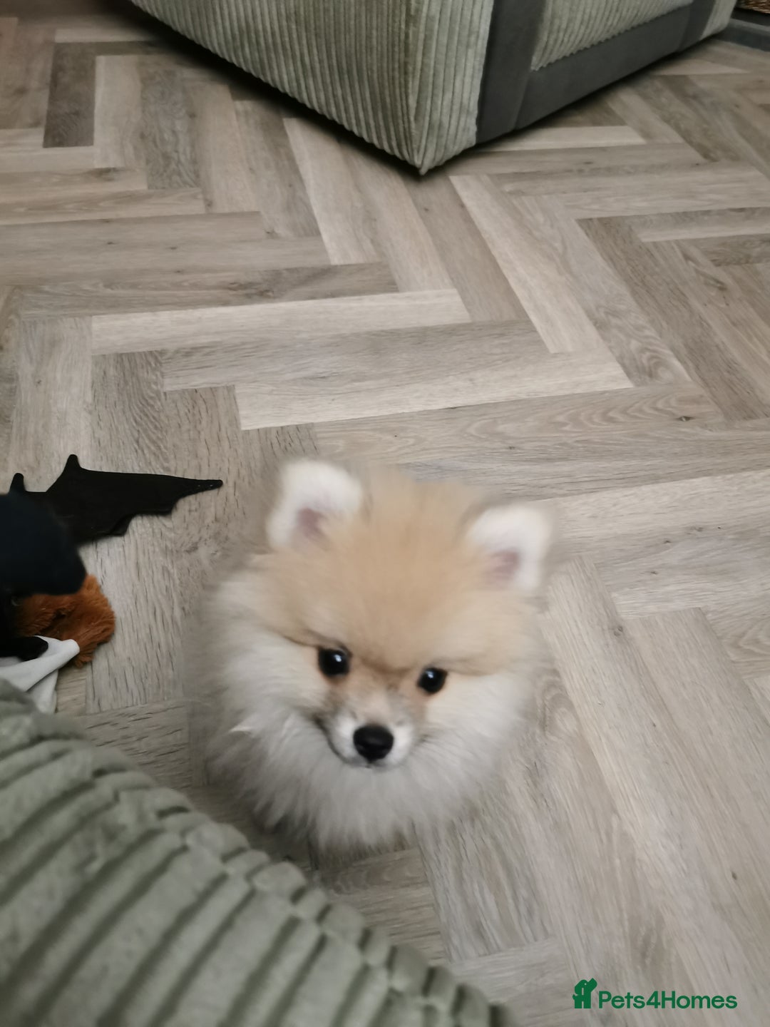 Pomeranian dogs for sale: Pomeranian male KC puppy  - Advert 9