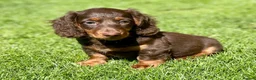 Miniature Dachshund dogs for stud: Rolo the long haired dachshund  in Pentre - Advert 4