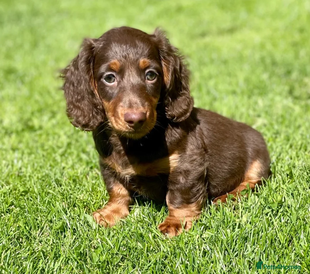 Miniature Dachshund dogs for stud: Rolo the long haired dachshund  in Pentre - Advert 4
