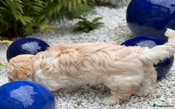Havanese dogs for sale: 3 Beautiful Havanese Pedigree Puppies - Image 21