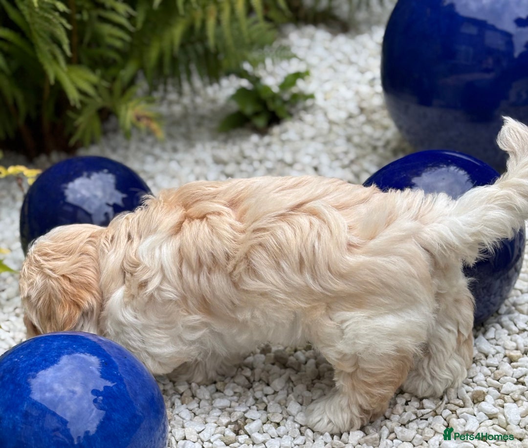 Havanese dogs for sale: 3 Beautiful Havanese Pedigree Puppies - Image 21