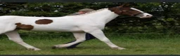 Other Breed horses for sale: Bay tobiano mare - Advert 4