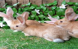 Continental Giant rabbits for sale: PURE Continental Giants Vaccinated 3 in 1 Reserve  - Image 8