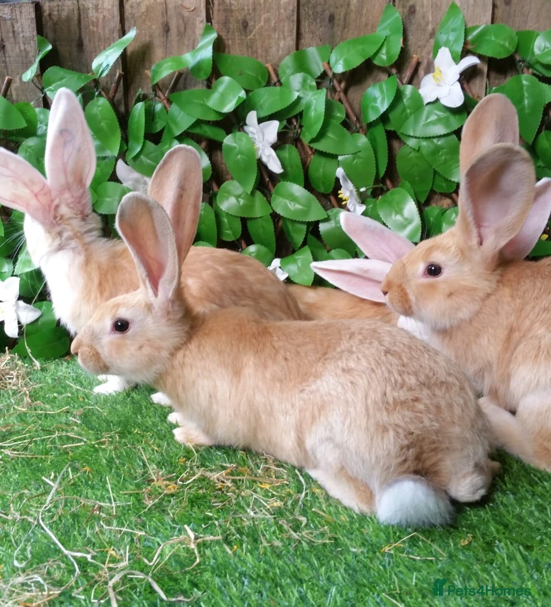 Continental Giant rabbits for sale: PURE Continental Giants Vaccinated 3 in 1 Reserve  - Image 8
