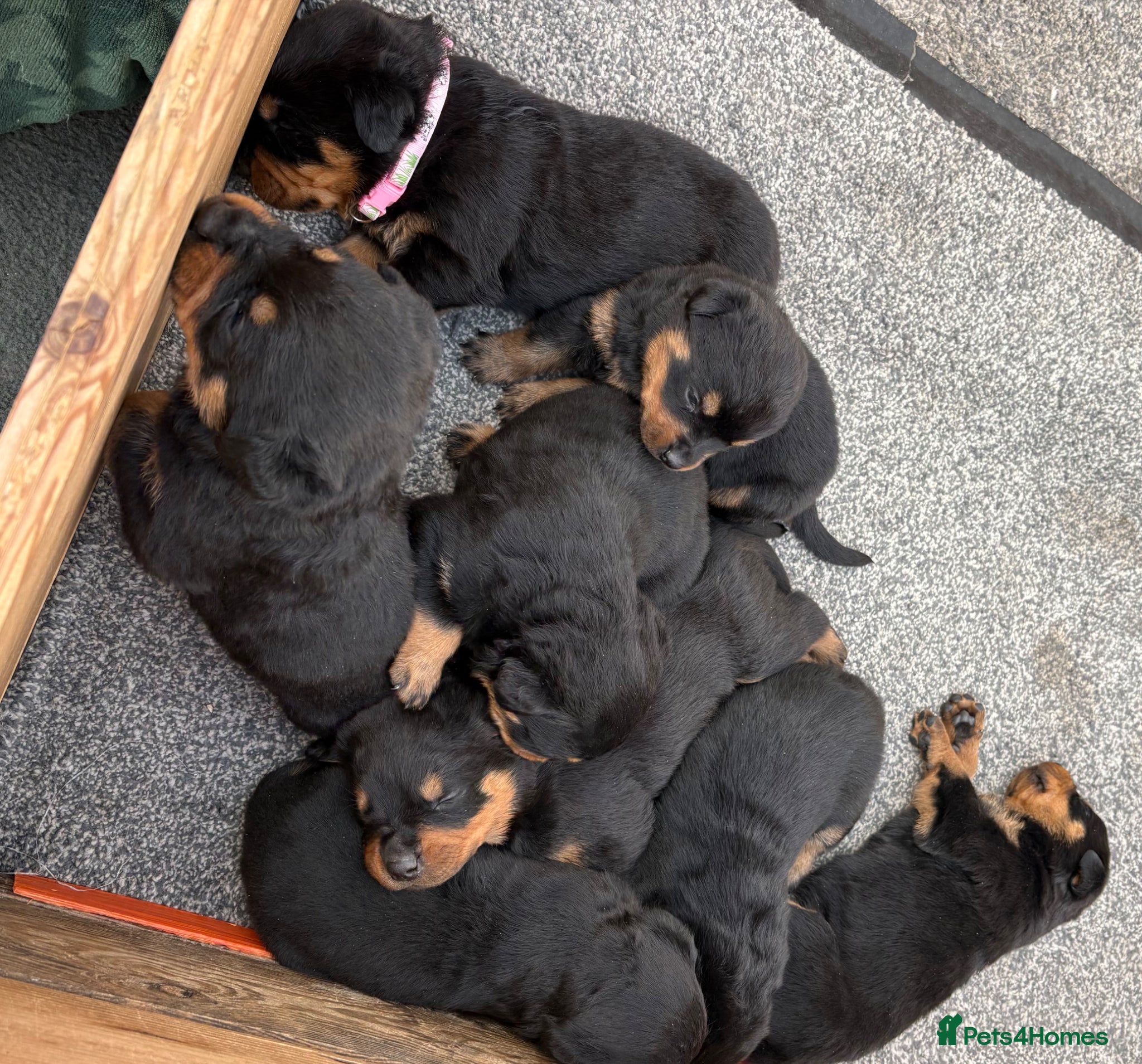 Rottweiler dogs 5 Males and 1 Female available!  - Advert 6