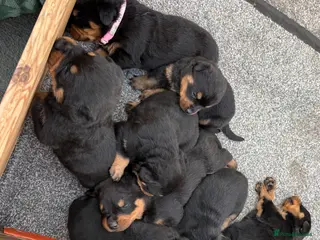 Rottweiler dogs 5 Males and 1 Female available! - Advert 1