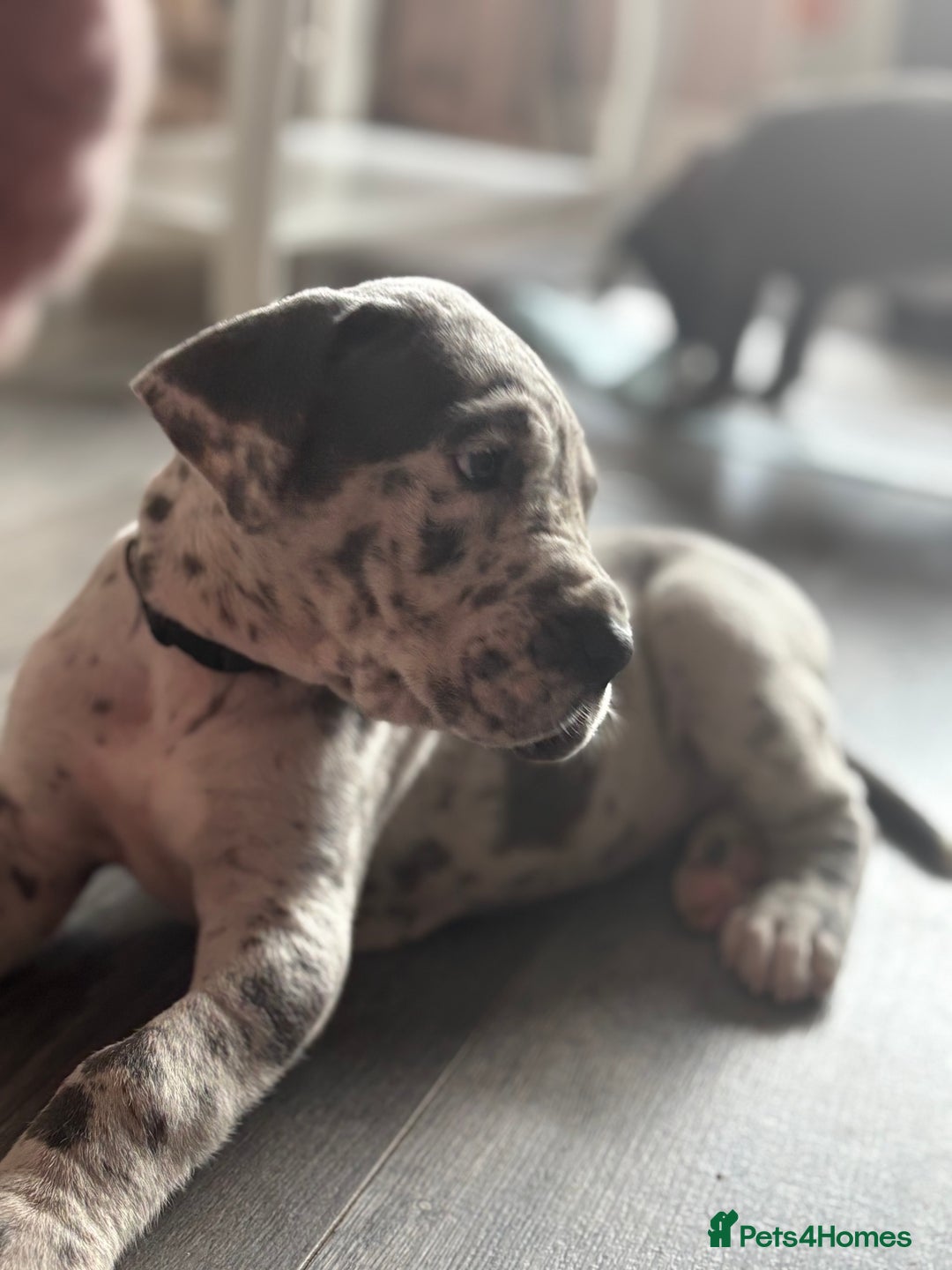 Great Dane dogs for sale: KC registered blue Great Dane puppies - Image 32