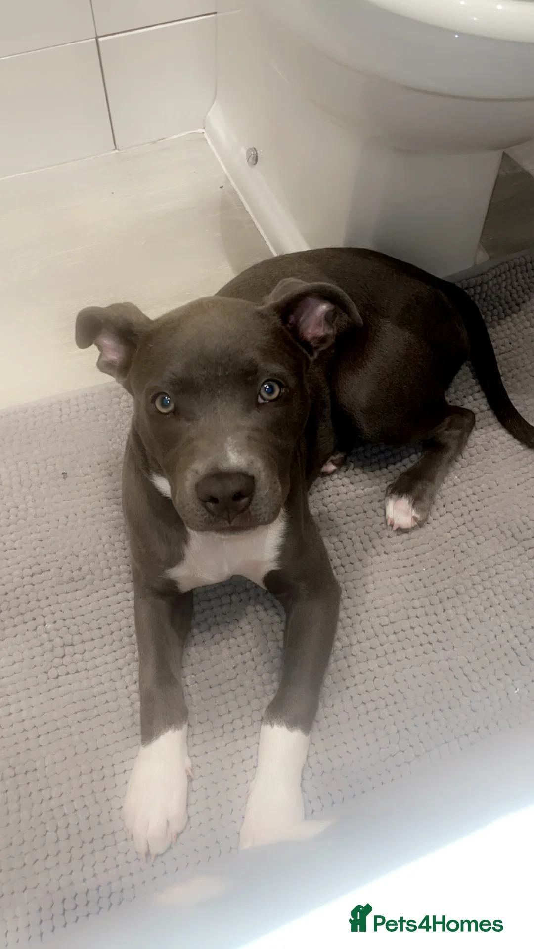 Mixed Breed dogs for sale: Female  - Advert 10