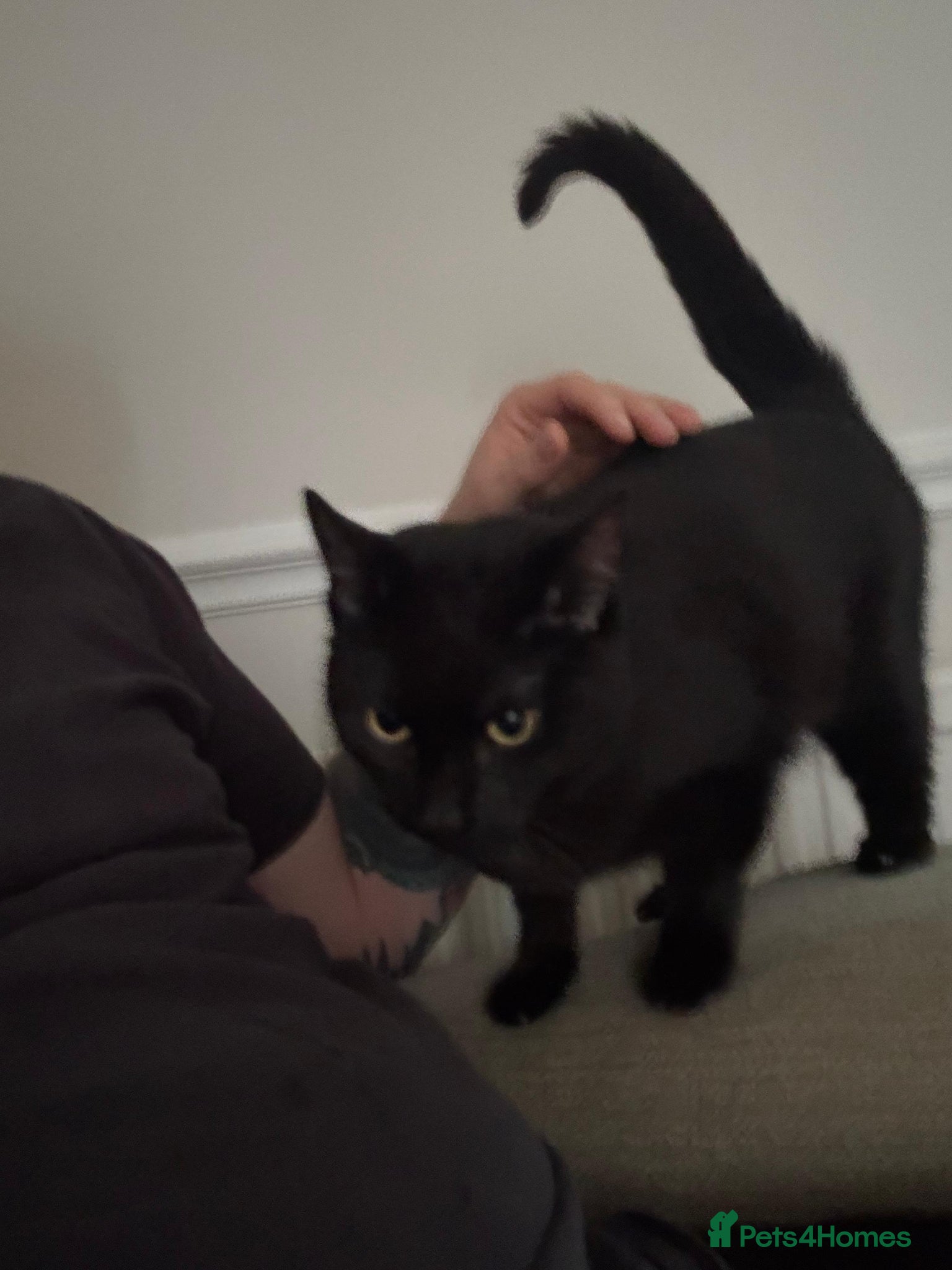 Mixed Breed cats for sale: Maeve- Cat - Advert 5