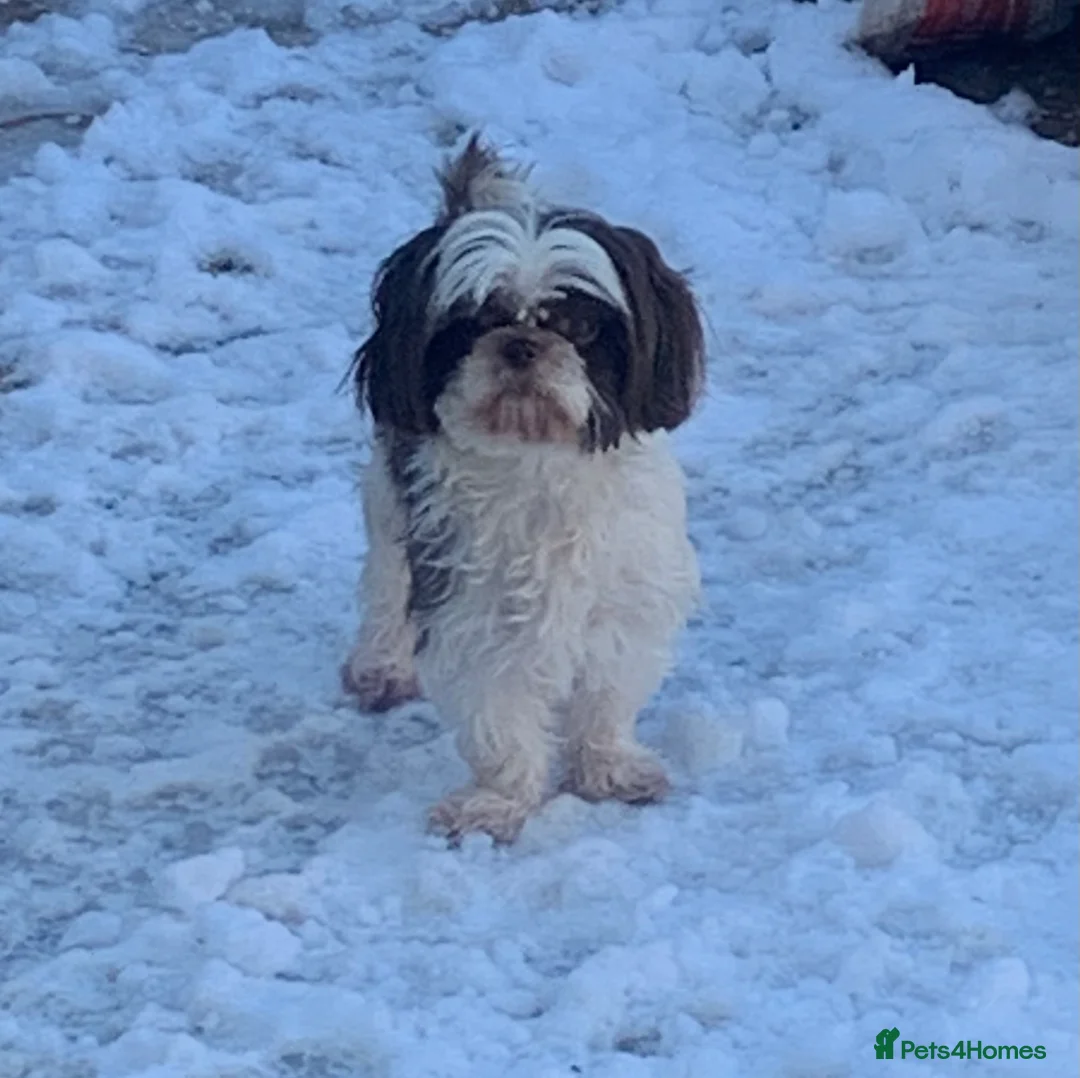 Shihpoo dogs for sale: 2 best friends looking for a new home - Advert 10