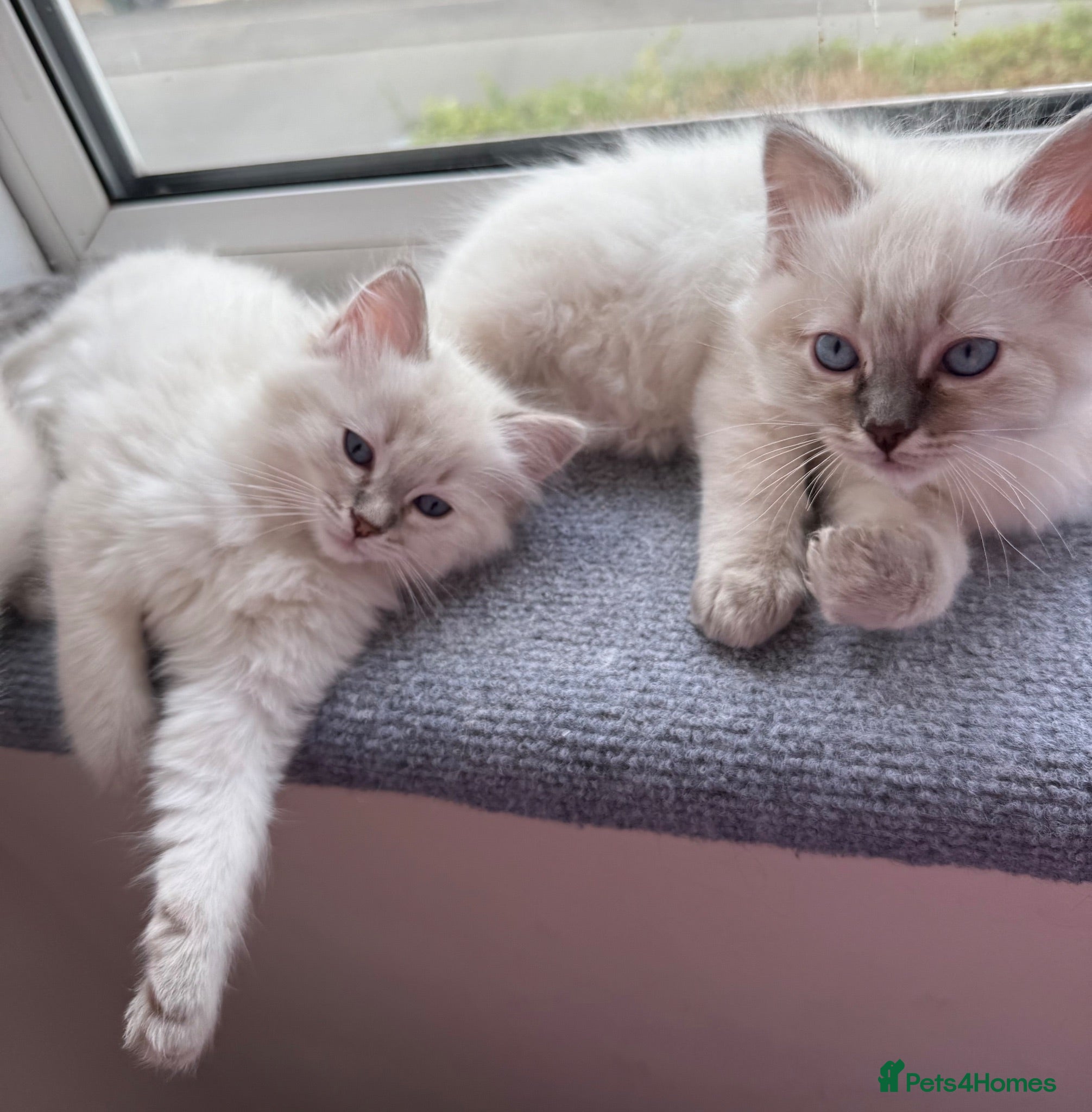 Ragdoll cats 🐾 Adorable Ragdoll  Kittens for Sale! 🐾  - Advert 1