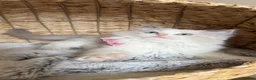 Ragdoll cats for sale: Pedigree Ragdoll Registered Kittens  🌸  - Advert 15