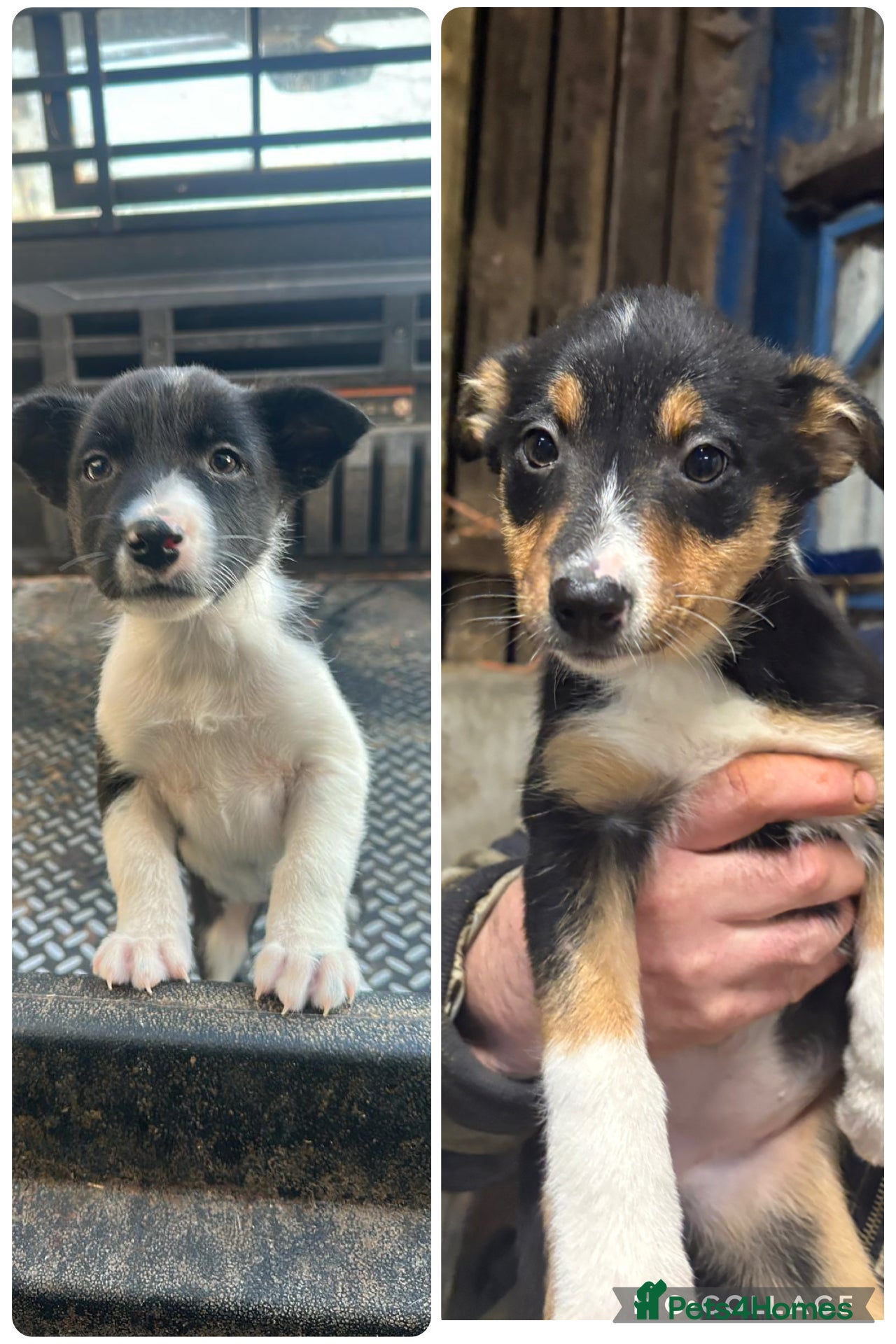 Border Collie dogs 10 gorgeous puppies for sale - Advert 4