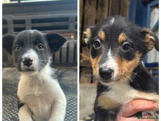 Border Collie dogs 10 gorgeous puppies for sale - Advert 9